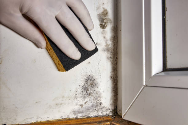 Best Attic Mold Removal  in Hebron, MD