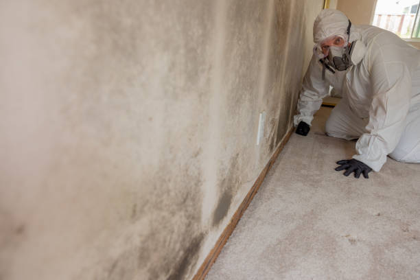 Best Biohazard Mold Removal  in Hebron, MD